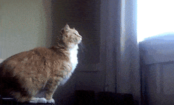 猫咪16楼掉落竟毫发无伤 网友：只剩8条命了