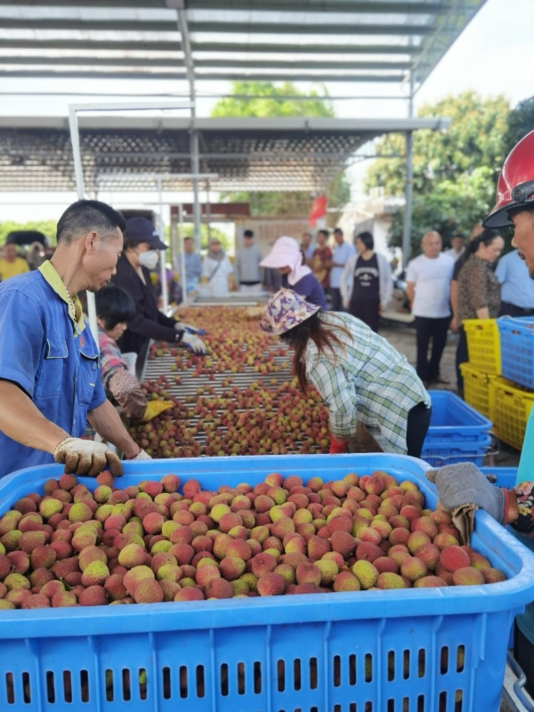  钱大妈“荔枝专线”发车，助力阳江妃子笑“鲜”达全国