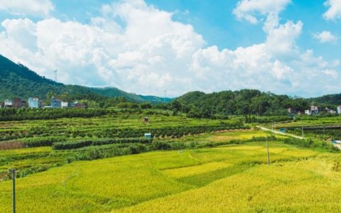 众橙拟定上市数字农业的创新先锋开启助农服务新纪元