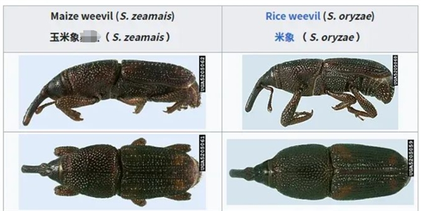 密封包装的大米为什么会生虫：生了虫还能吃吗