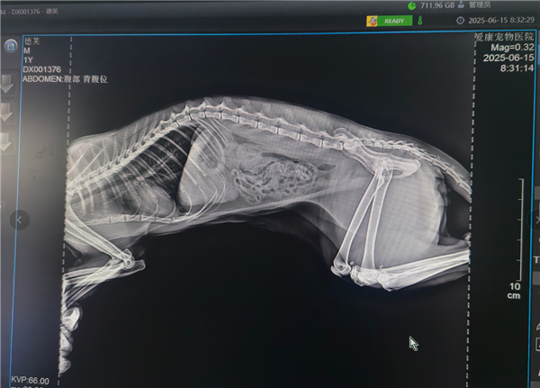 猫咪16楼掉落竟毫发无伤 网友：只剩8条命了