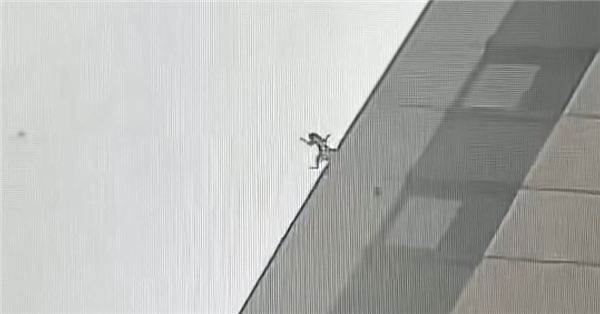 猫咪16楼掉落竟毫发无伤 网友：只剩8条命了