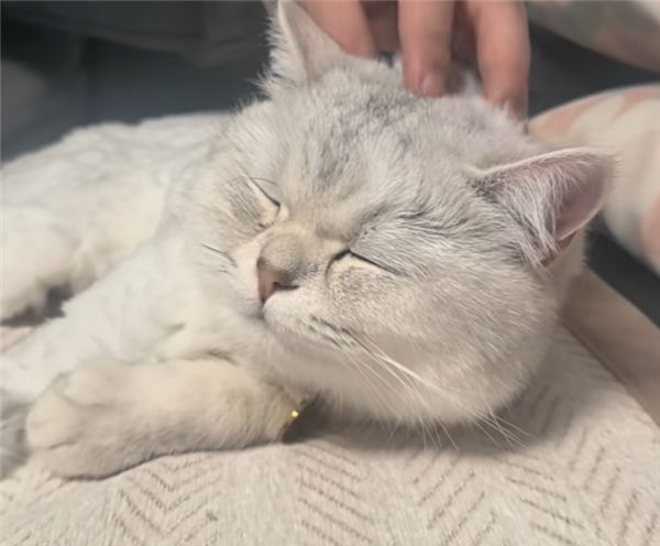 猫咪16楼掉落竟毫发无伤 网友：只剩8条命了