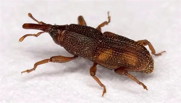 密封包装的大米为什么会生虫：生了虫还能吃吗