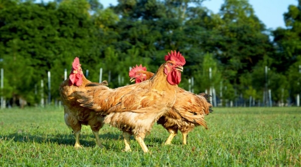 紫燕百味鸡溯源直播，构建卤味行业食安透明化新范式 