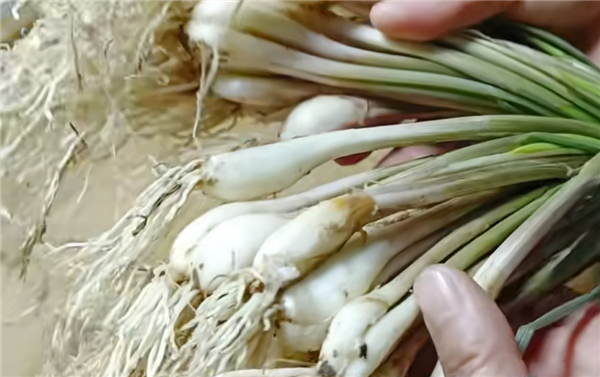 这种长得像蒜的蔬菜 南方人超爱！打赌北方人没吃过也没见过