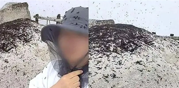 喜欢一边交配一边飞行！韩国“爱情虫”大爆发