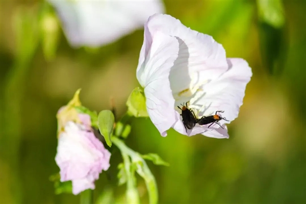 喜欢一边交配一边飞行！韩国“爱情虫”大爆发