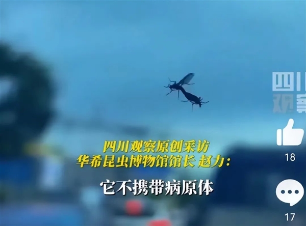 喜欢一边交配一边飞行！韩国“爱情虫”大爆发