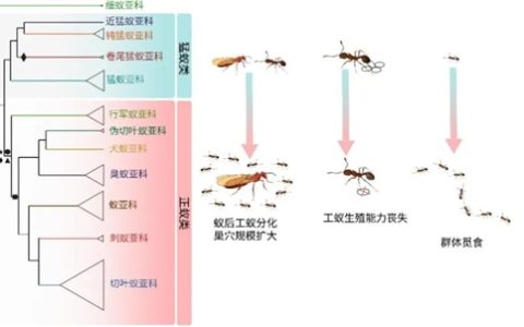 工蚁为何放弃繁殖养育同类 科学家揭开蚂蚁亿年演化之谜