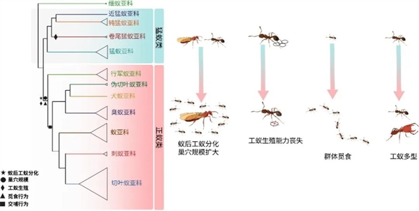 工蚁为何放弃繁殖养育同类 科学家揭开蚂蚁亿年演化之谜
