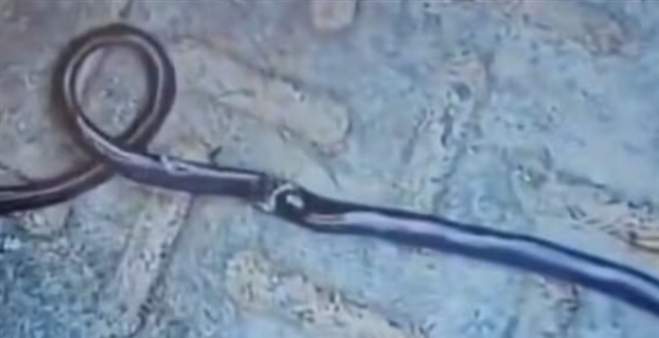 印媒称1岁男童咬死眼镜蛇奇迹生还 网友质疑造神