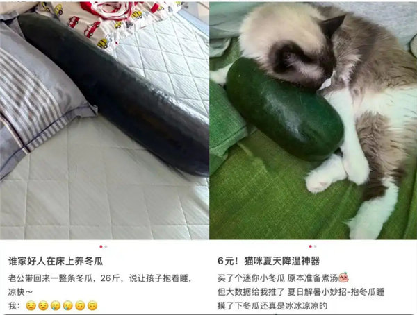 抱冬瓜睡觉突然走红 医生紧急提醒：阳虚体质人群慎用