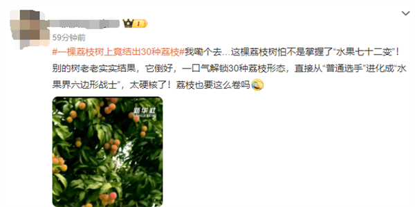 广西灵山惊现“百变荔枝王”！一棵荔枝树上竟然结出30种荔枝