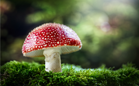 老人用狗试毒蘑菇：结果全家仍然中毒