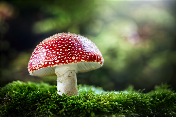 老人用狗试毒蘑菇:结果全家仍然中毒