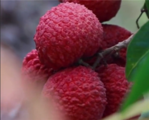 广西灵山惊现“百变荔枝王”！一棵荔枝树上竟然结出30种荔枝