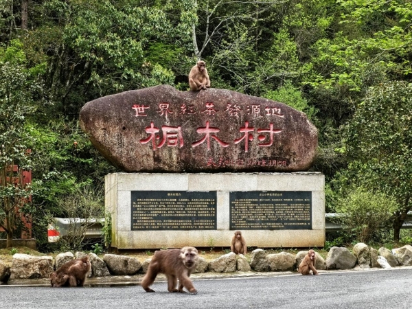 孝文家茶首创桐木白茶：以世界级生态，重新定义白茶高度 