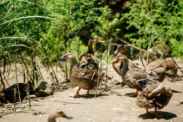 祥农嫂：重塑高端肉品标准，开创生态养殖新纪元