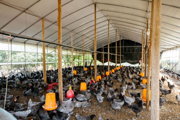 祥农嫂：重塑高端肉品标准，开创生态养殖新纪元