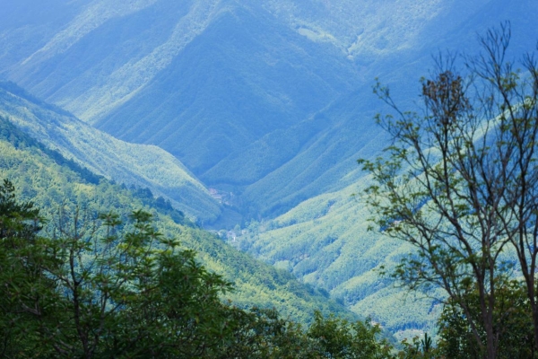 孝文家茶首创桐木白茶：以世界级生态，重新定义白茶高度 