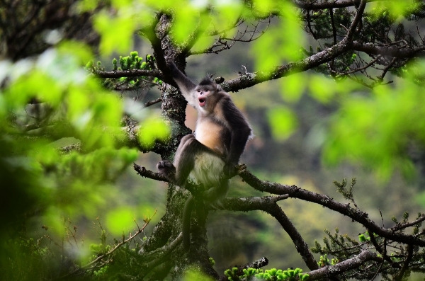 广汽丰田“一路青山·生机森林”再启程，聚力共谱生态守护新篇章 