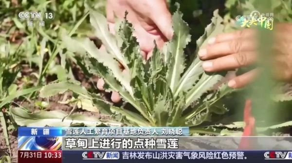 央视聚焦报道！金天国际雪莲繁育技术再获突破 