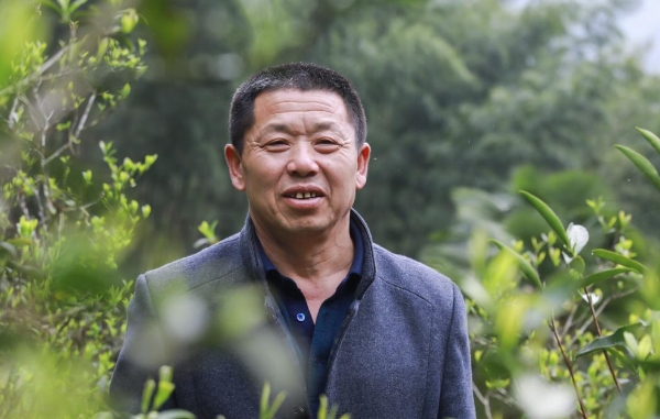 孝文家茶首创桐木白茶：以世界级生态，重新定义白茶高度 