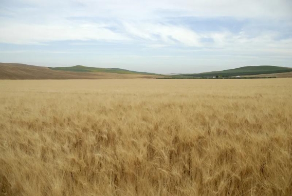 杨幂：做真实的选择，过严肃的生活 