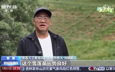央视聚焦报道！金天国际雪莲繁育技术再获突破