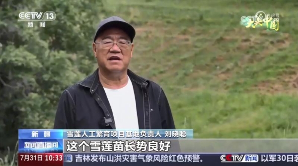 央视聚焦报道！金天国际雪莲繁育技术再获突破 