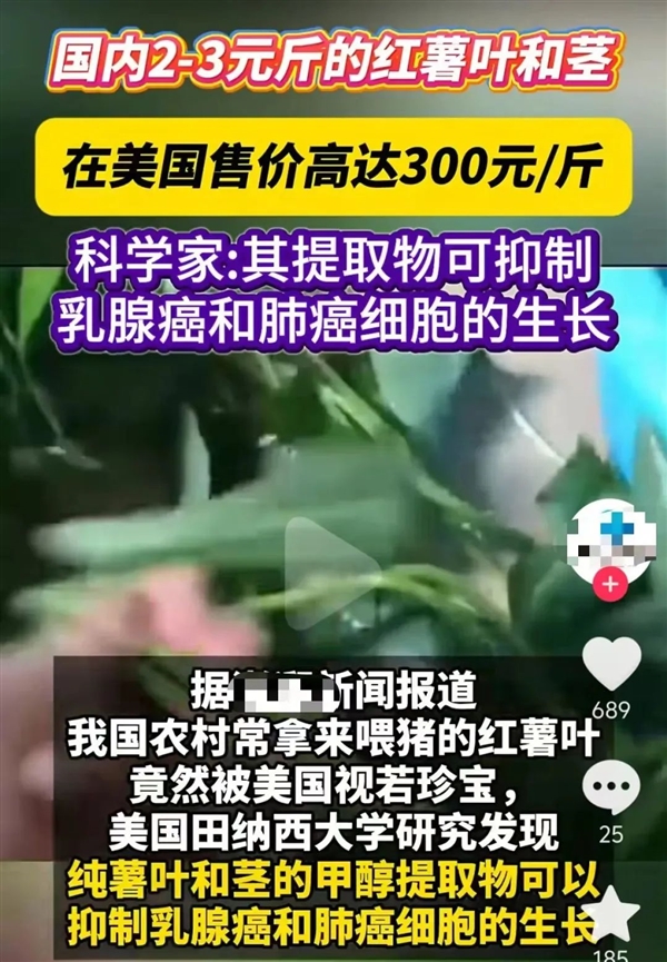 不起眼的“喂猪菜” 在美国卖到300元一斤！竟然还抢疯了