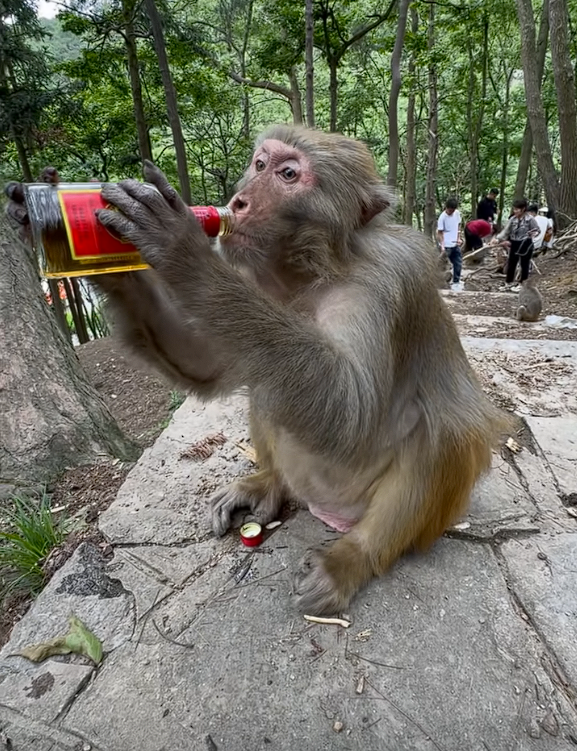 大爷喂野生猴子喝白酒 还夸其海量！景区回应