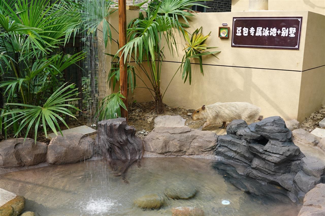 扬州“越狱”卡皮巴拉喜提泳池别墅,计9月下旬搬来和豆包一起住