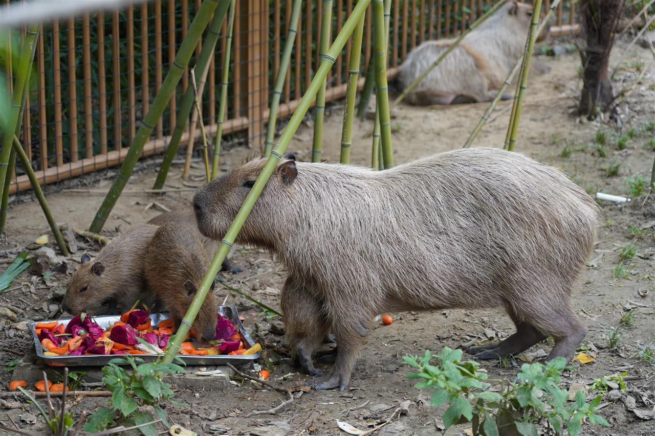 扬州“越狱”卡皮巴拉喜提泳池别墅,计9月下旬搬来和豆包一起住