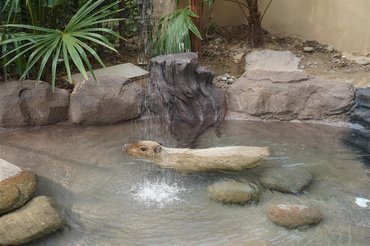 扬州“越狱”卡皮巴拉喜提泳池别墅,计9月下旬搬来和豆包一起住