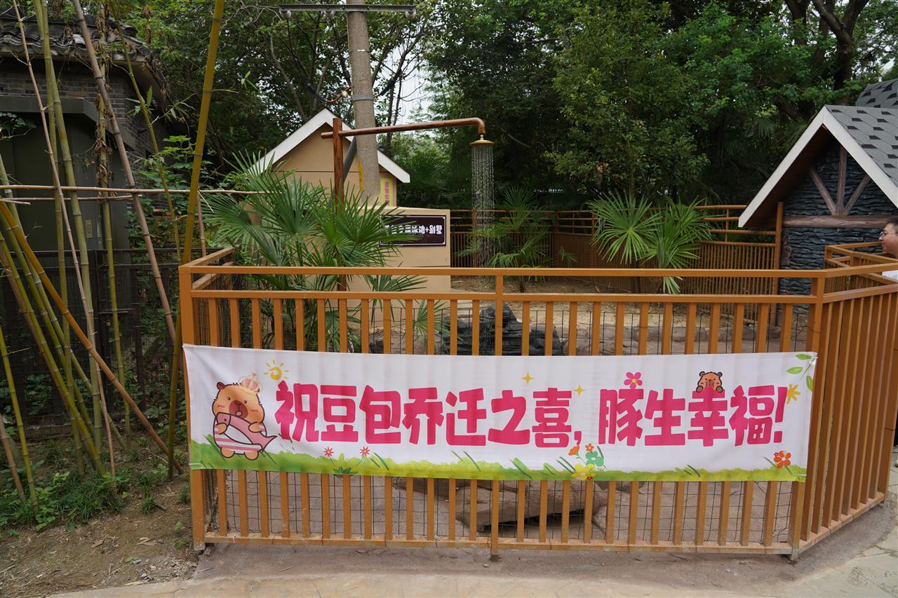 扬州“越狱”卡皮巴拉喜提泳池别墅,计9月下旬搬来和豆包一起住