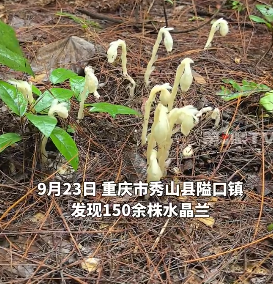 重庆两地发现上百株冥界之花，解密“冥界之花”的生存智慧