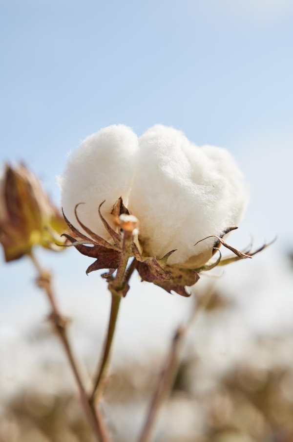 全棉时代官宣孙颖莎为全棉时代全球品牌代言人，“有实力，自然出众” 