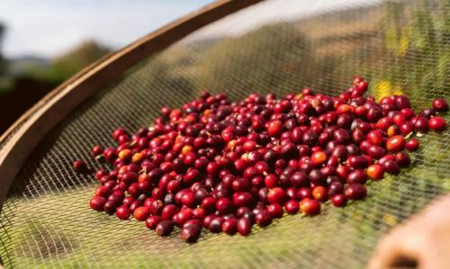 谋划已久，瑞幸打出一张新牌！咖啡卷到“原产地” 