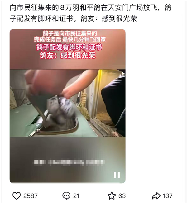 九三阅兵的和平鸽 好像迷路找不到家怎么办：如此帮它们！