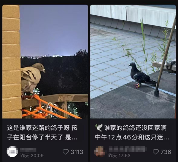 九三阅兵的和平鸽 好像迷路找不到家怎么办：如此帮它们！