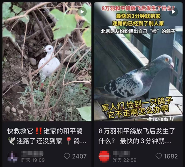 九三阅兵的和平鸽 好像迷路找不到家怎么办：如此帮它们！