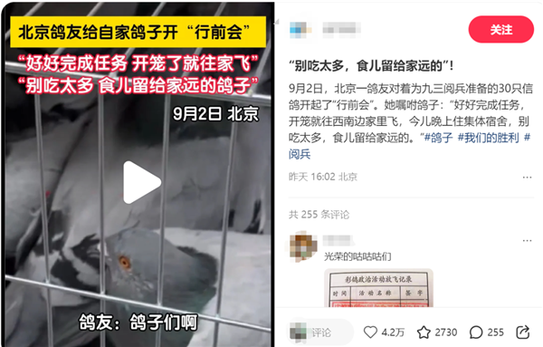 九三阅兵的和平鸽 好像迷路找不到家怎么办：如此帮它们！