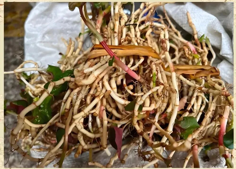 餐饮新贵“云贵川漂亮饭”：还能火多久？