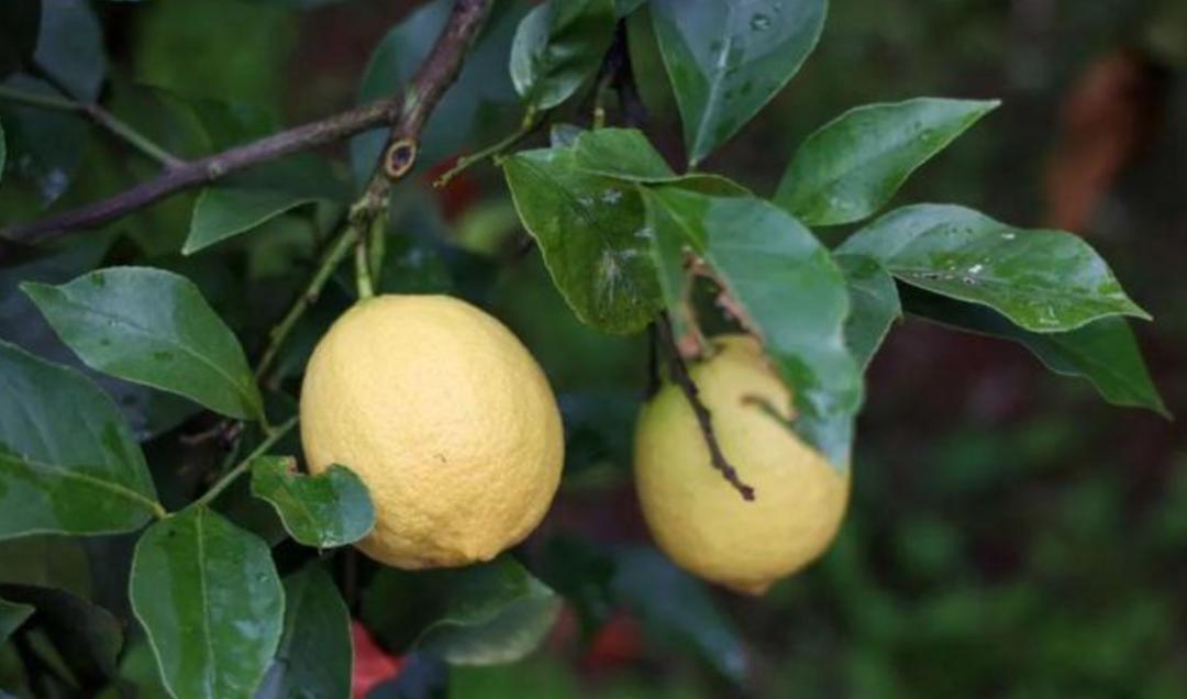 雪王栽在柠檬上！其他茶饮躲过一劫的 5 个秘诀，从业者早该看透