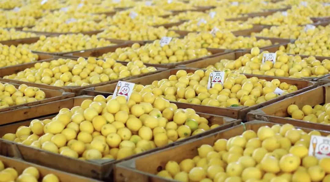 雪王栽在柠檬上！其他茶饮躲过一劫的 5 个秘诀，从业者早该看透