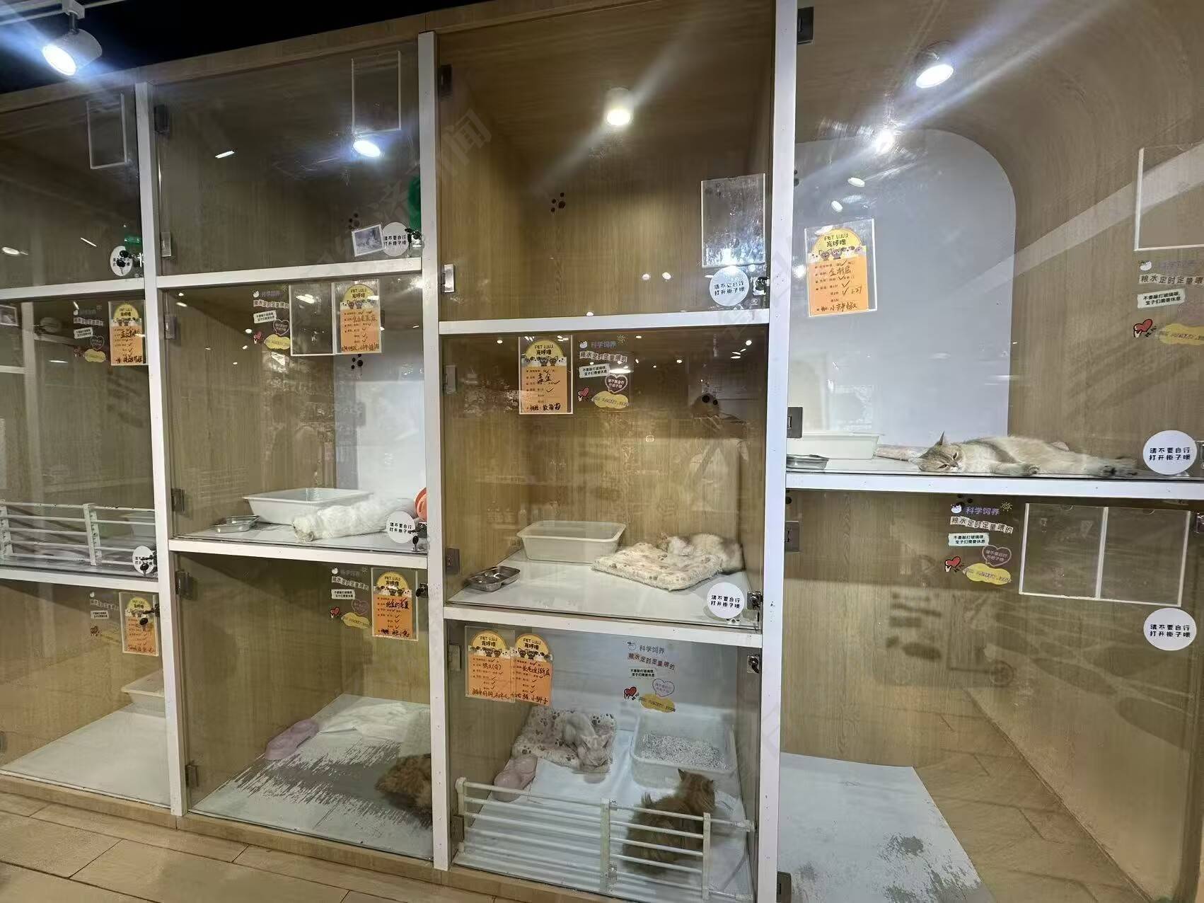 “毛孩子”或成商场新流量密码，一只小狗带火一家店，真相太惊人