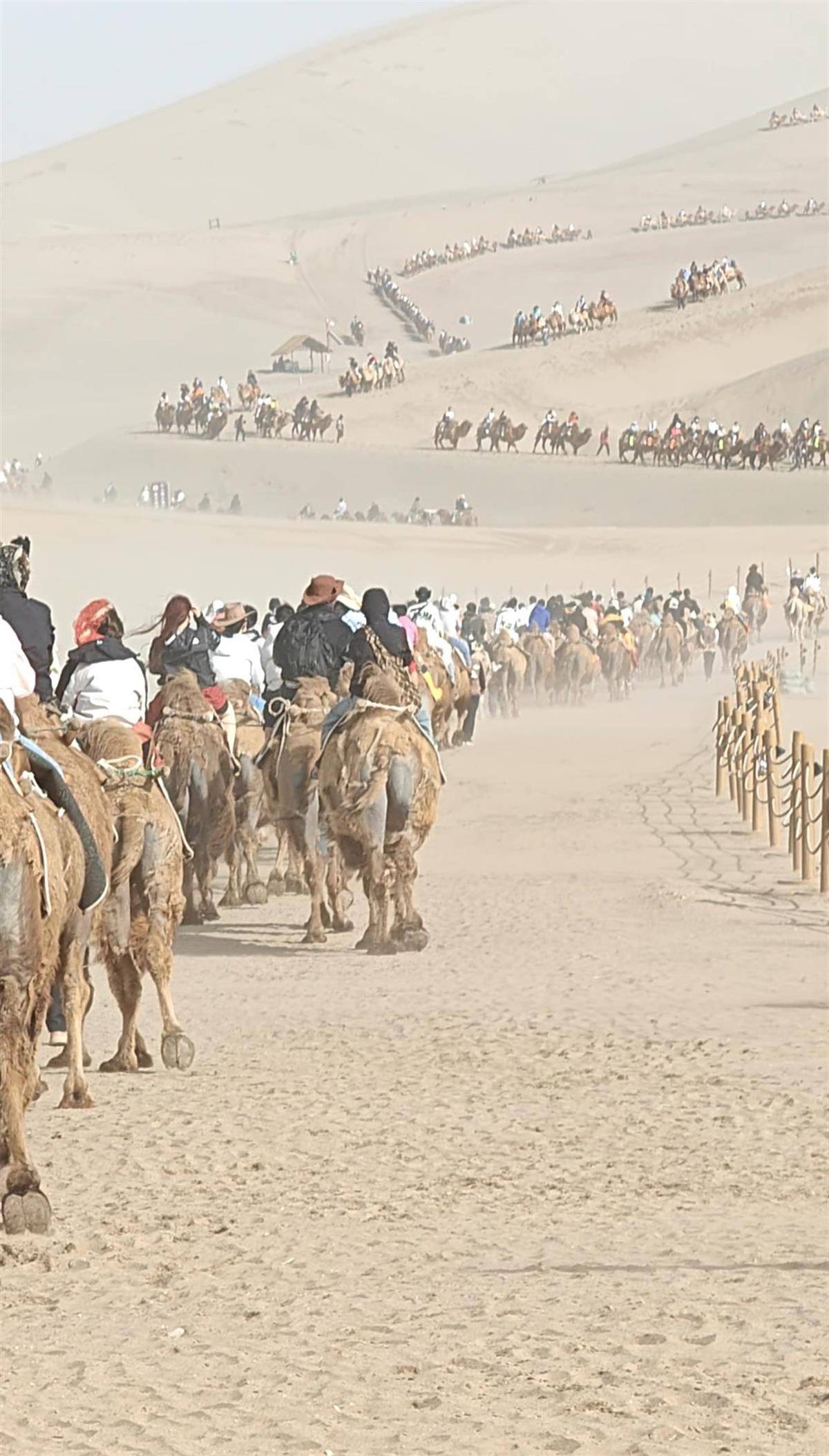敦煌鸣沙山又双叒叕堵骆驼了，鸣沙山骆驼队绵延数里，游客笑称"比沙子还多"