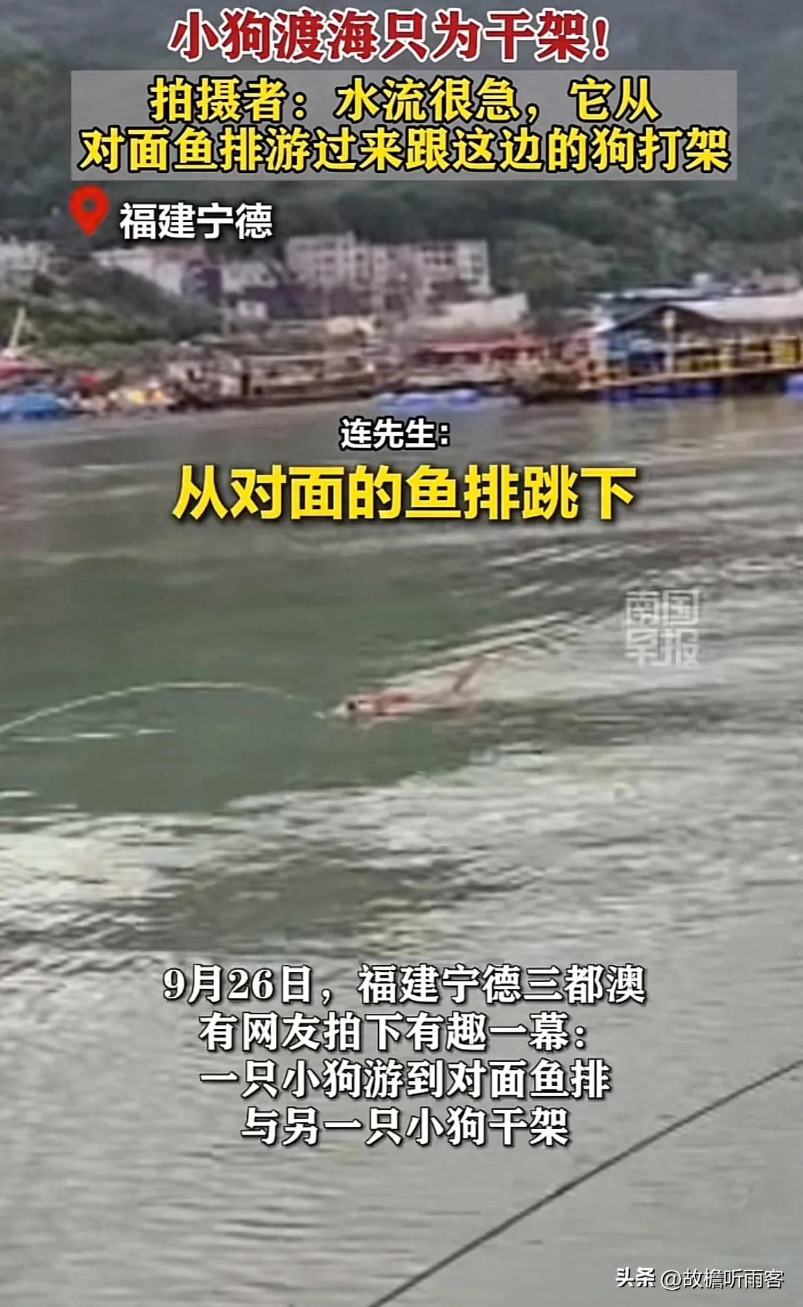 狗子渡海而来只为和另一只狗打架，厦大教授解密狗子跨海打架的生存智慧